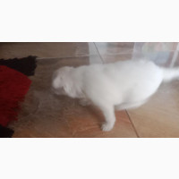Lhasa Apso Mixed Breed Puppies Available - Male
