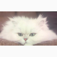 Female Purebred Persian Cat - 1-3 Months Old