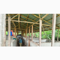 Pig Farm for Sale/Rent in Abeokuta North