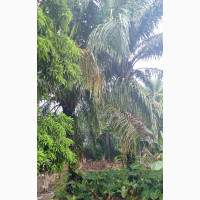 100 Plots of Land With Palm for Sale at Umuokanne