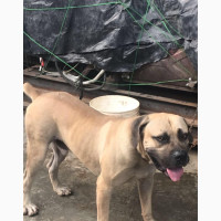 Male Purebred Boerboel - Strong and Smart