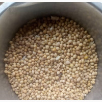 Soya Beans for Sale