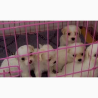 Purebred Lhasa Apso - Female - Limited Stock