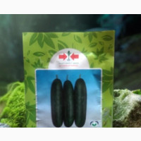 Cucumber Seeds ( Greengo 918 F1)1000 Seeds