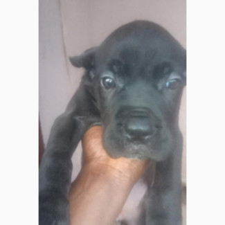 Female Purebred Cane Corso - 1-3 Months Old