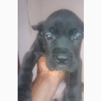 Female Purebred Cane Corso - 1-3 Months Old