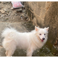 Male American Eskimo Available for Mating Services