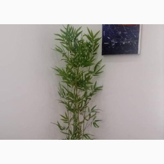 Tiny Bamboo Sticks Potted in 50cm Classic Vase