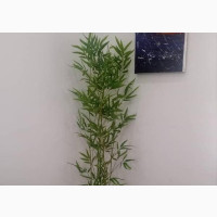 Tiny Bamboo Sticks Potted in 50cm Classic Vase