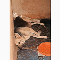 German Shepherd - Female Purebred Puppy 1-3 months