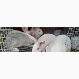 9 8 Weeks Weaners for Sale. Hyla and Standard Chinchilla