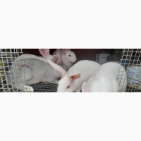 9 8 Weeks Weaners for Sale. Hyla and Standard Chinchilla