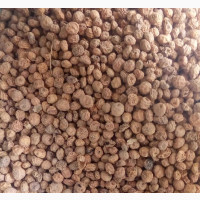 Tiger Nuts