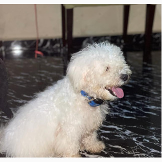 Male Purebred Lhasa Apso - 1+ Year Old