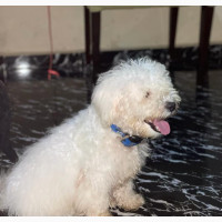 Male Purebred Lhasa Apso - 1+ Year Old