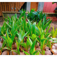 Hybrid Dwarf Coconut Seedlings