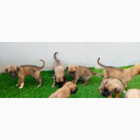 0-1 month Female Purebred Belgian Sheepdog