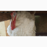 Imported Turkey Male - Buy Now
