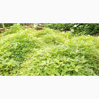 Farm Land With Building for Lease