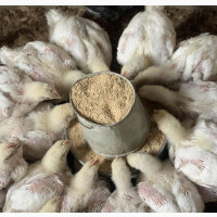Jumbo Broilers - 3 Weeks Old (At Least 1kg)