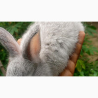 Foreign American Chinchilla Bunny (Rabbit)