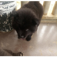 1-3 months Male Purebred Mastiff