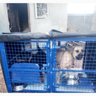 Brand New Double Phase Collapsible Dog Cage