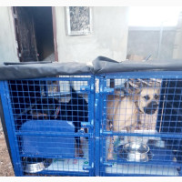 Brand New Double Phase Collapsible Dog Cage