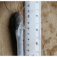 Catfish Juveniles Available