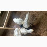 Heavy And Healthy Christmas Turkey For Sale