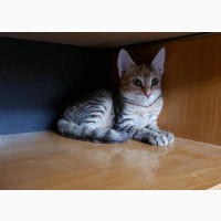 1-3 months Female Purebred Egyptian Mau