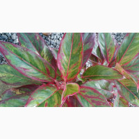 Anglaonema (Chinese Evergreens) Indoor / Outdoor Plants