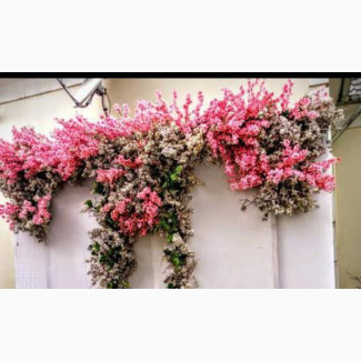 Lily#039;sEvent - Professional Event Decorations