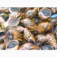 Bush Snail#039;s