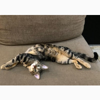 1+ year Male Mixed Breed Bengal