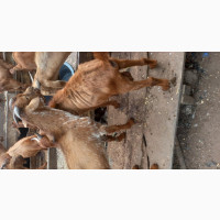 Ogufe Meat - Fresh and Delicious