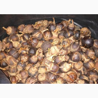Everhealthy Gorontula Syrup Fruit - Wholesale Available