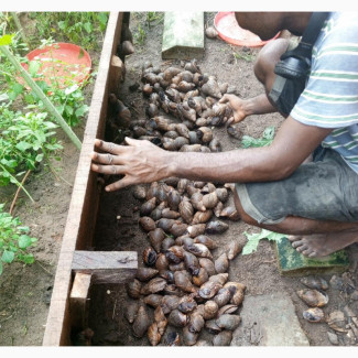 Giant Africa Land Snails