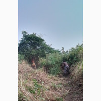 Farmland For Sale in Abeokuta, Ogun State - Direct from Owners