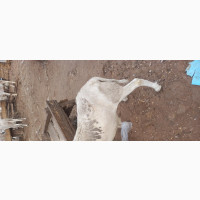 Healthy Male Ram Available for Sale