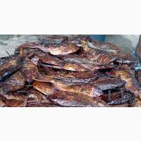 Bonga Fish - Delicious and Affordable