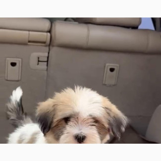 Female Purebred Lhasa Apso