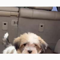 Female Purebred Lhasa Apso