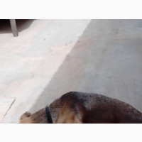 Female Purebred German Shepherd for Adoption