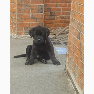 Male Purebred Cane Corso Puppy