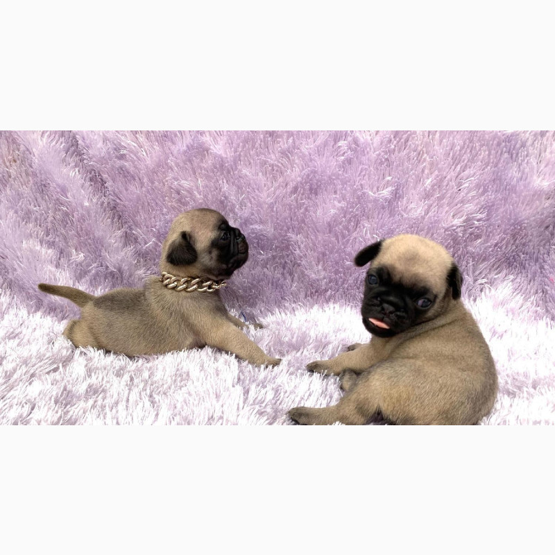 Фото 1/1. Purebred Pug Puppy Available