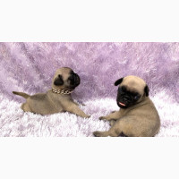 Purebred Pug Puppy Available