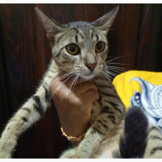 6-12 months Male Purebred American Wirehair