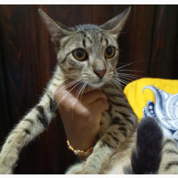 6-12 months Male Purebred American Wirehair