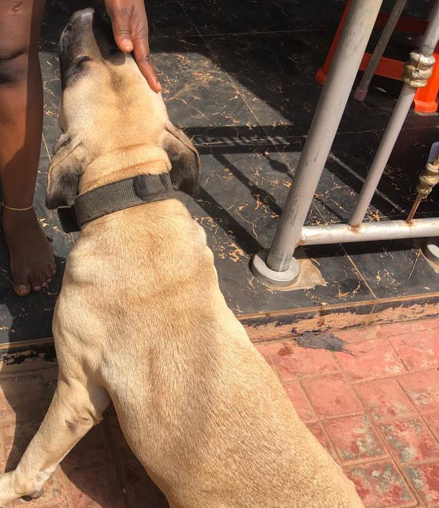 Фото 1/1. 1+ year Female Mixed Breed Boerboel